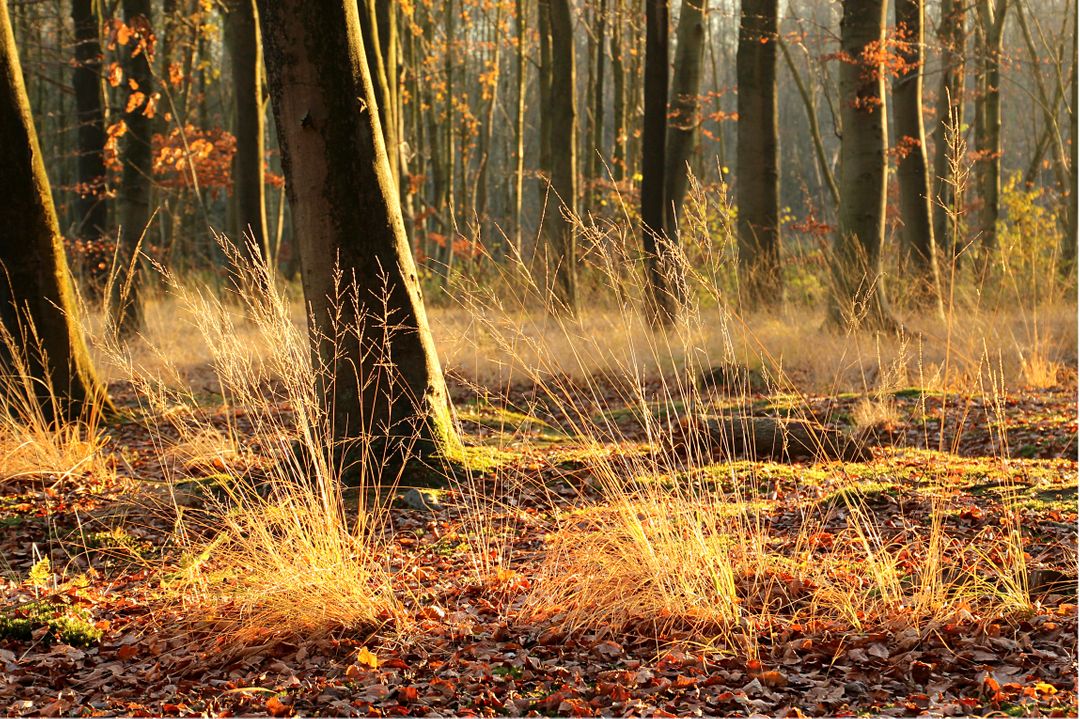 Sunlit Autumn Forest with Golden Grass and Sunrays through Trees - Free Images, Stock Photos and Pictures on Pikwizard.com