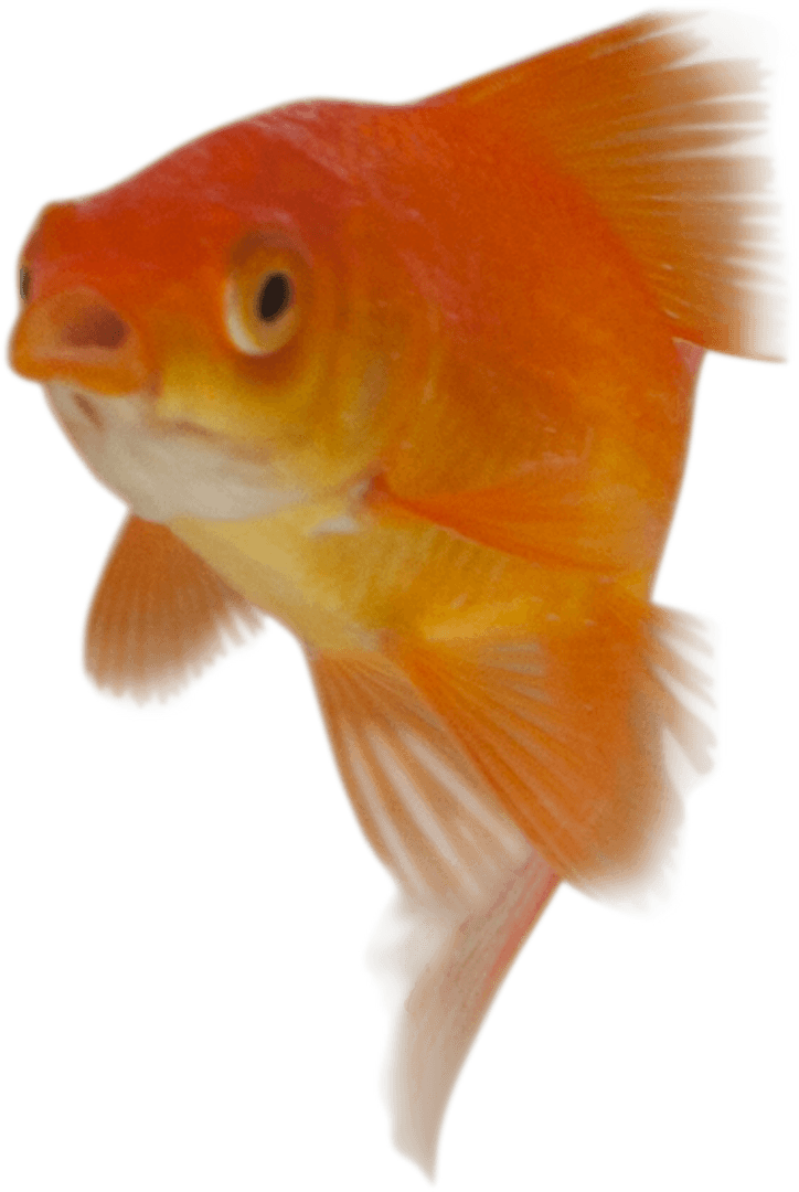 Bright Goldfish with Open Mouth on Transparent Background