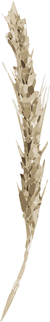 Transparent Minimalist Dried Grass Stalk Botanical Illustration