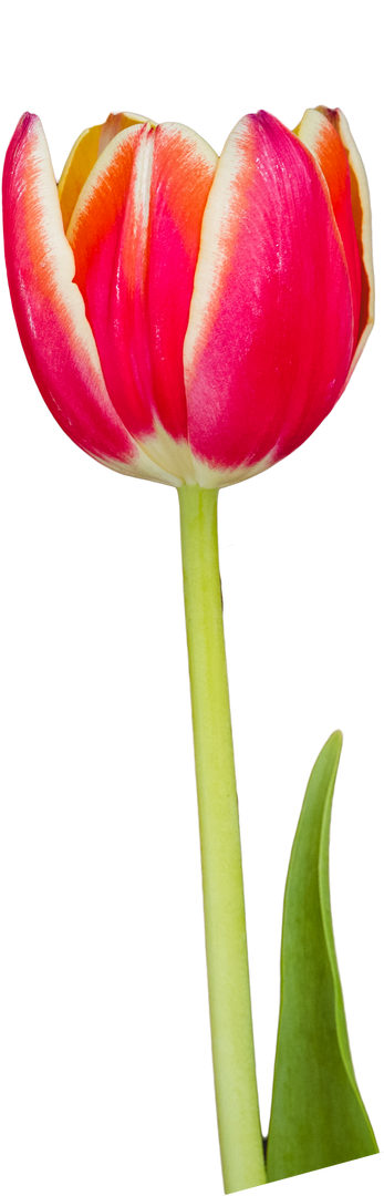 Close-up of Fresh Pink Tulip Isolated on Transparent Background - Download Free Stock Images Pikwizard.com