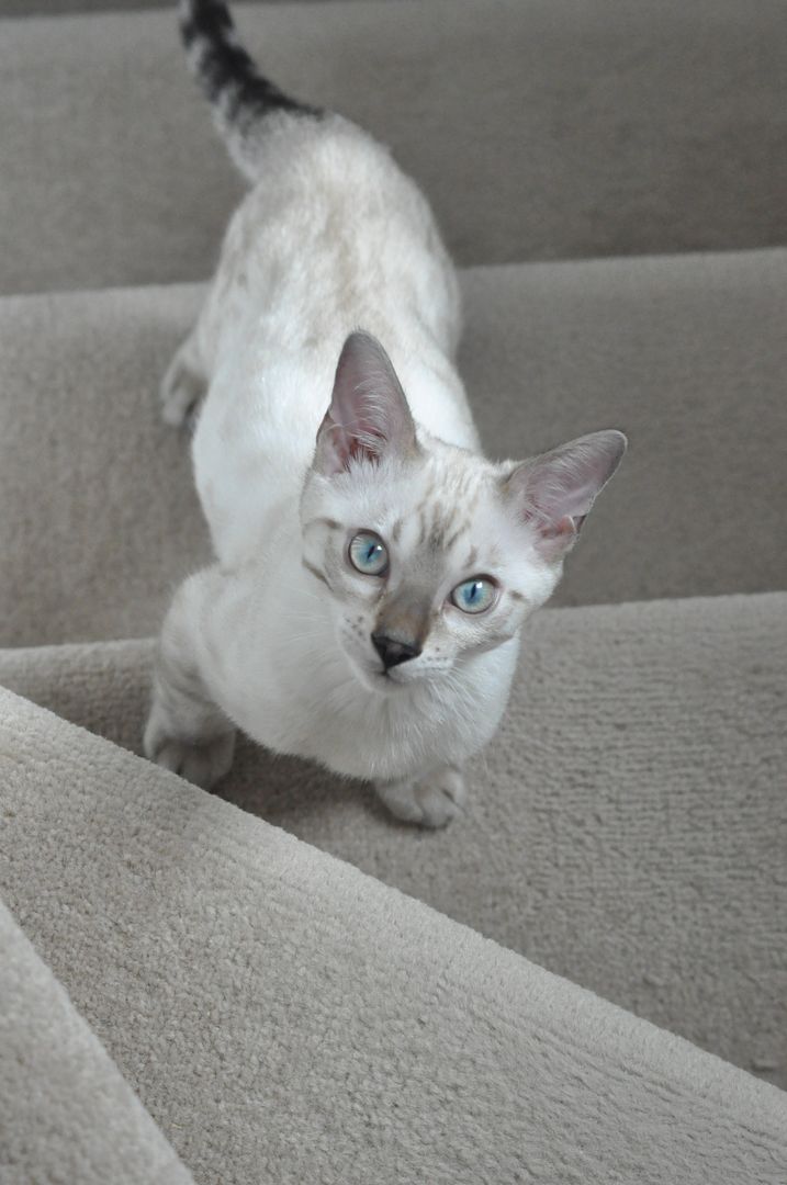 Curious Siamese Cat with Blue Eyes Looking Up on Carpeted Stairs - Free Images, Stock Photos and Pictures on Pikwizard.com