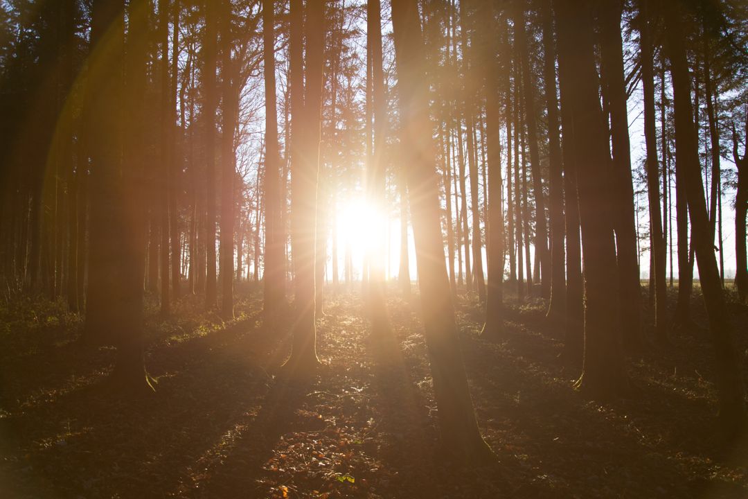 Sunlight Streaming through Forest Trees at Sunrise - Free Images, Stock Photos and Pictures on Pikwizard.com