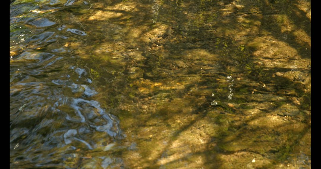 Clear Shallow Stream with Play of Light and Shadows - Free Images, Stock Photos and Pictures on Pikwizard.com