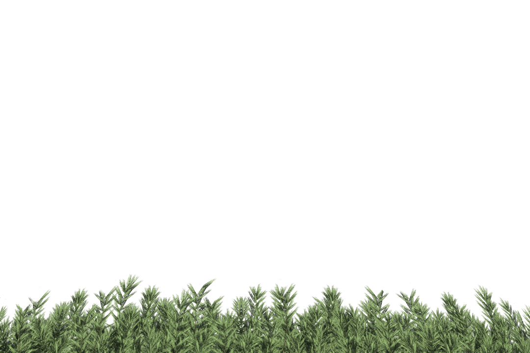 Lush Green Fir Branches on Transparent Background for Christmas Decoration