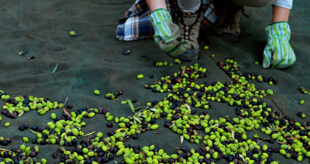 Person Sorting Freshly Harvested Olives on a Net with Gloved Hands
