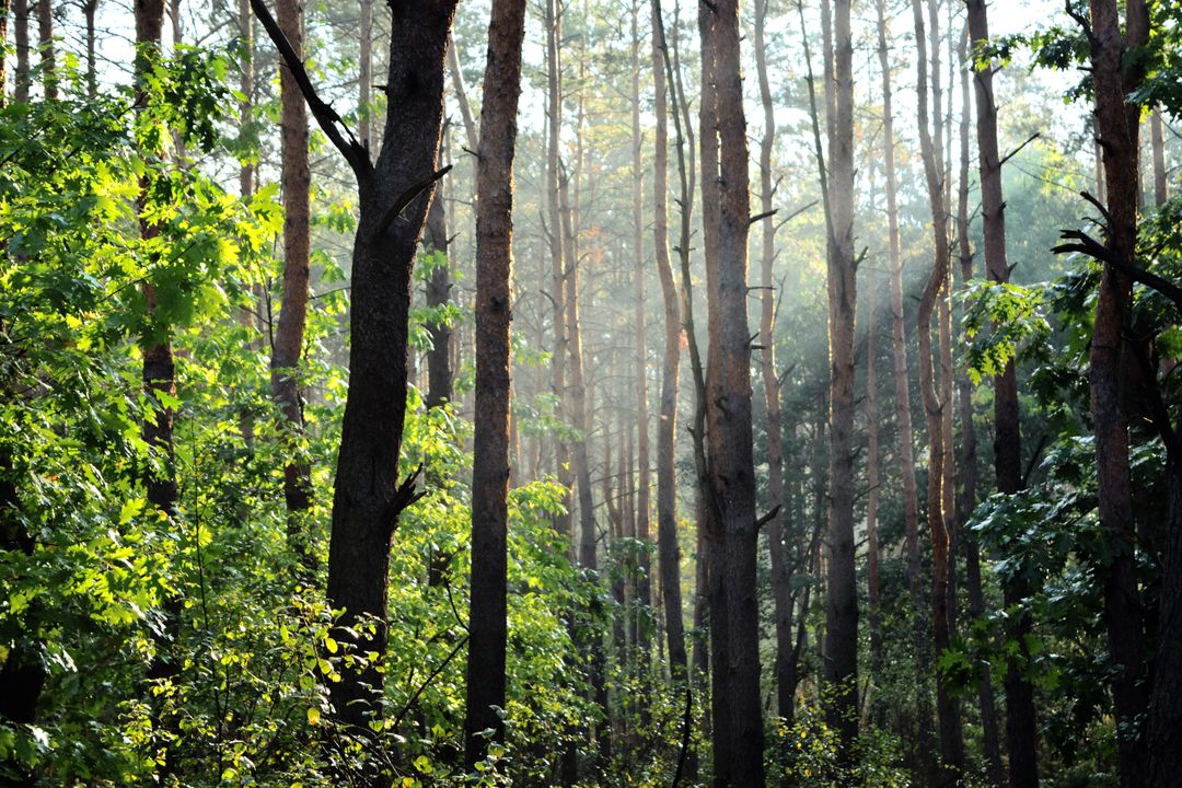 Sunlight Filtering Through Dense Forest - Free Images, Stock Photos and Pictures on Pikwizard.com