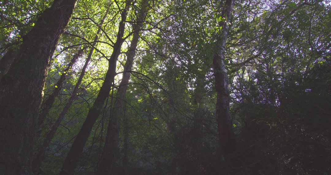 Dense Forest Canopy with Sunlight Filtering Through the Trees - Free Images, Stock Photos and Pictures on Pikwizard.com