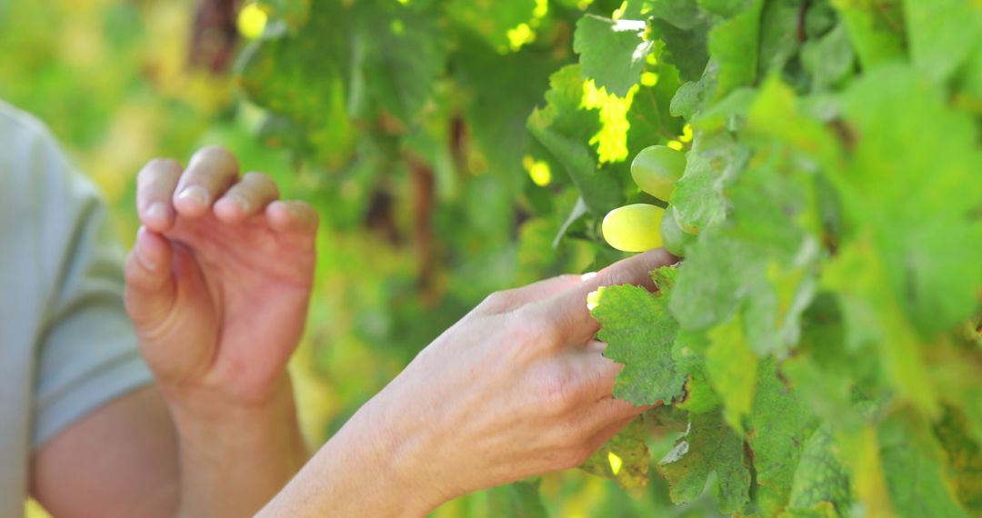 Hands Picking Organic Grapes in Sunlit Vineyard - Free Images, Stock Photos and Pictures on Pikwizard.com