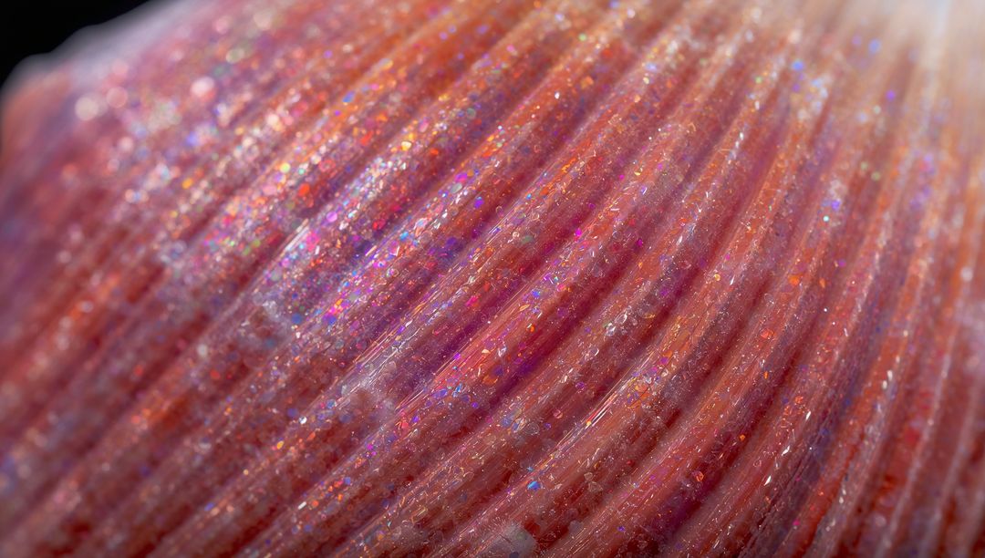 Macro Iridescent Pink Seashell with Ridged Texture and Opalescent Sparkle