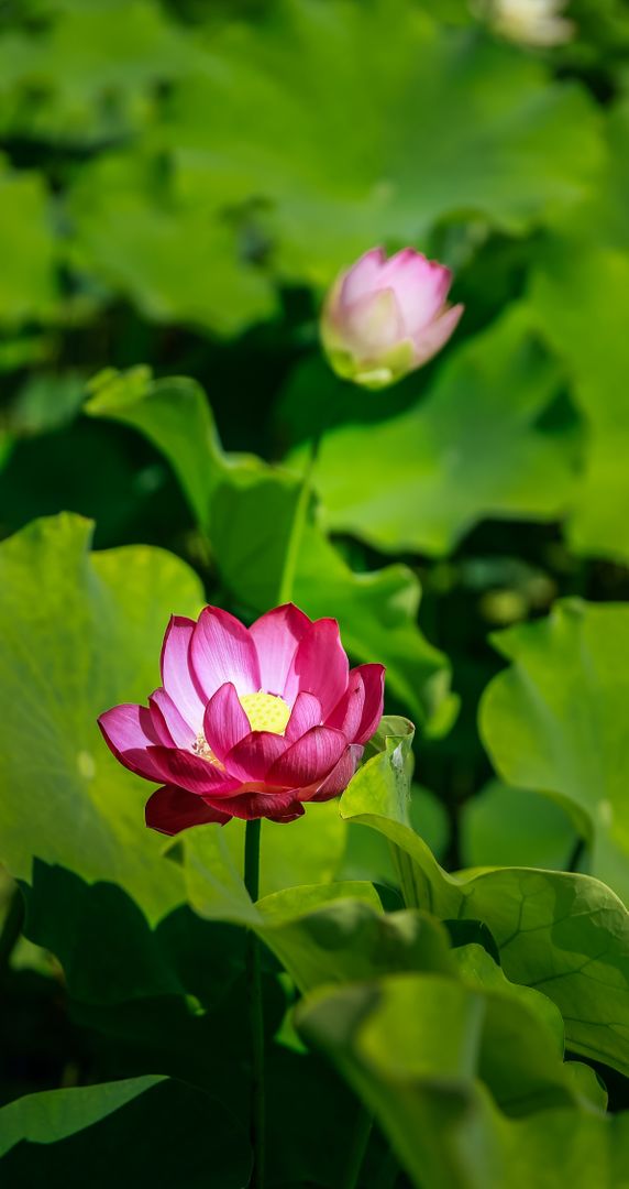 Close-Up Image of Pink Lotus Flower Blossoming in Bamboo Forest - Free Images, Stock Photos and Pictures on Pikwizard.com