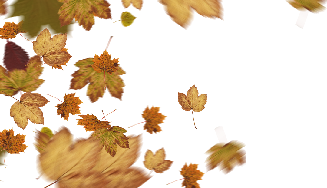 Autumn Leaves Falling Isolated on Transparent Background - Download Free Stock Images Pikwizard.com