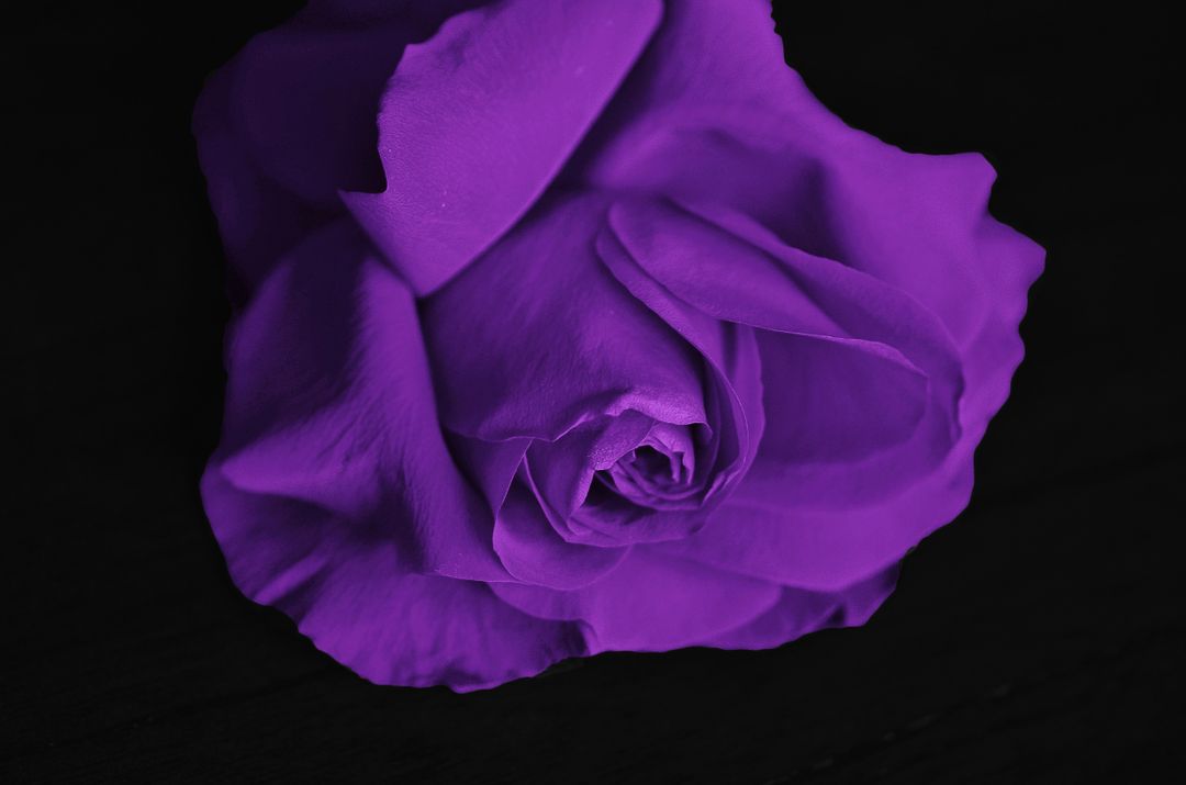 Close-up of Single Purple Rose on Black Background - Free Images, Stock Photos and Pictures on Pikwizard.com