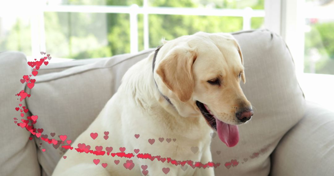 Labrador Relaxing on Sofa with Heart Decoration