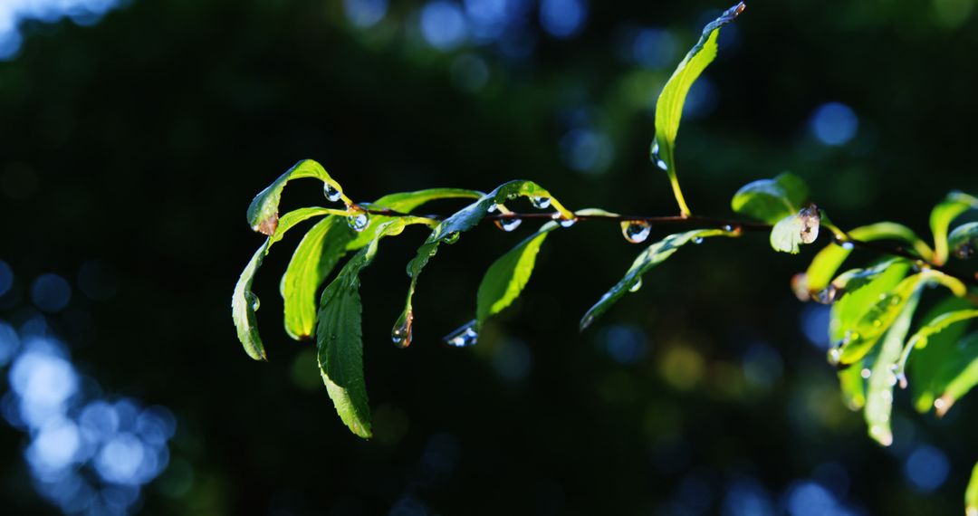 Dew-covered Leaves in Morning Light - Free Images, Stock Photos and Pictures on Pikwizard.com