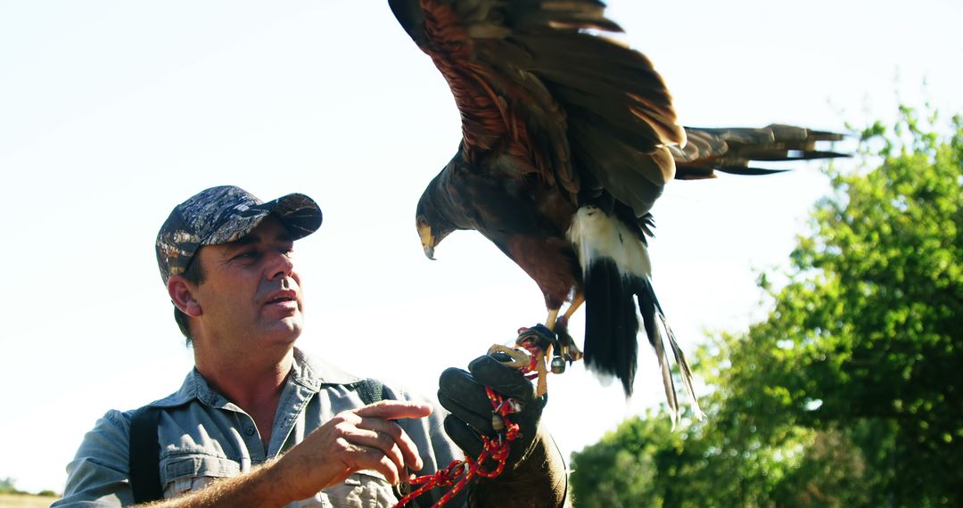 Falconer Training Hawk During Outdoor Session - Free Images, Stock Photos and Pictures on Pikwizard.com