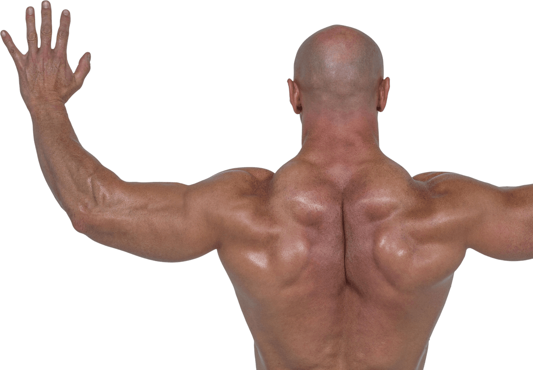 Transparent Muscular Male Rear with Raised Arms Open
