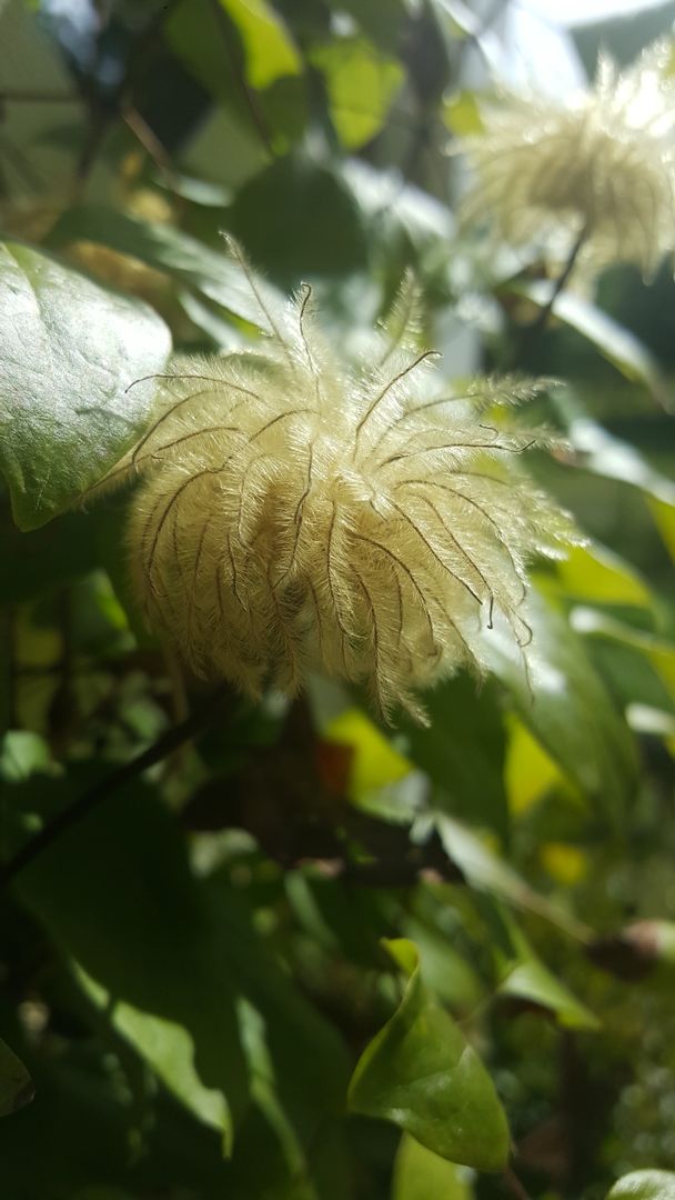 Close-Up of Clematis Seed Head in Garden - Free Images, Stock Photos and Pictures on Pikwizard.com