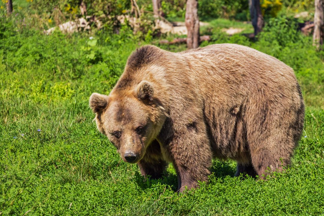 Brown Bear Roaming in Lush Green Forest - Free Images, Stock Photos and Pictures on Pikwizard.com