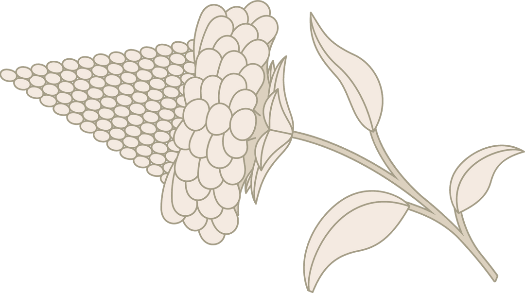 Botanical Cluster with Berries on Transparent Background