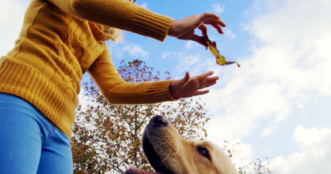 Outdoor Autumn Fun with Pet, Woman in Yellow Sweater Playing with Dog - Free Images, Stock Photos and Pictures on Pikwizard.com