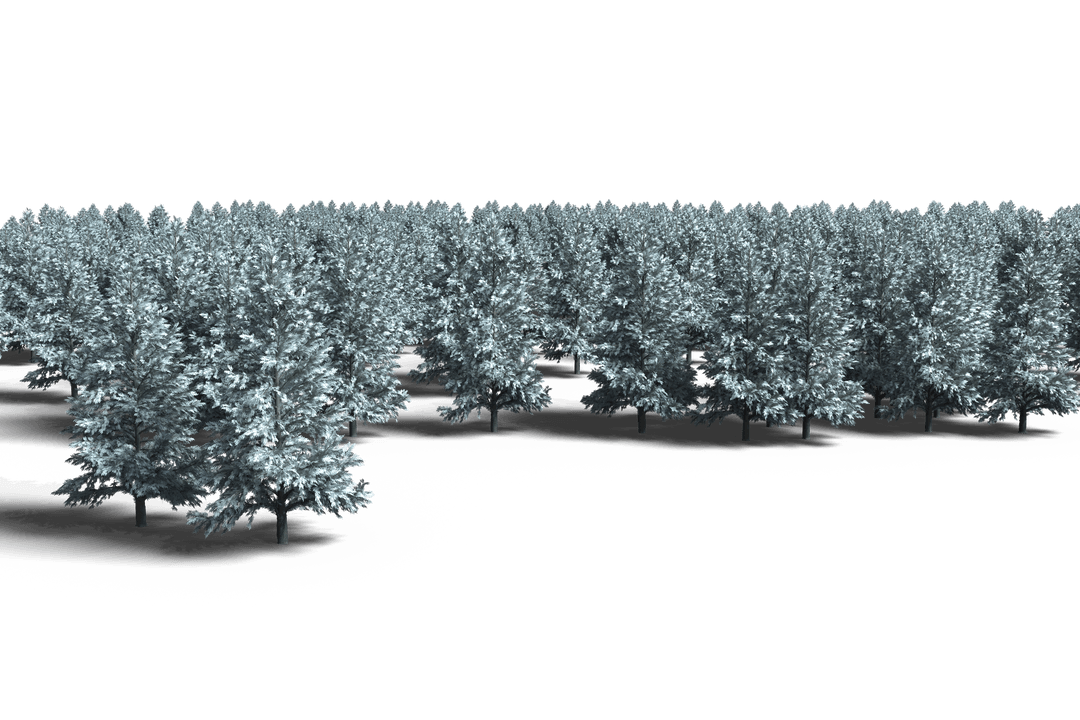 Winter Trees Illustration Set on Transparent Background