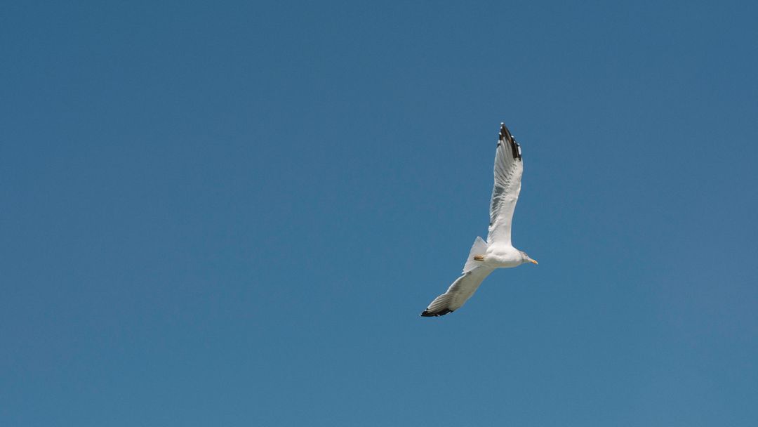 Seagull Soaring in Clear Blue Sky - Free Images, Stock Photos and Pictures on Pikwizard.com
