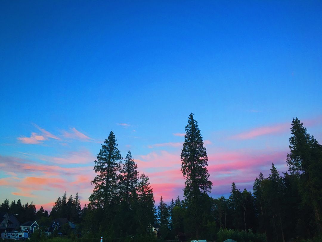 Vibrant Sunrise Over Pine Trees in Rural Woodland - Free Images, Stock Photos and Pictures on Pikwizard.com