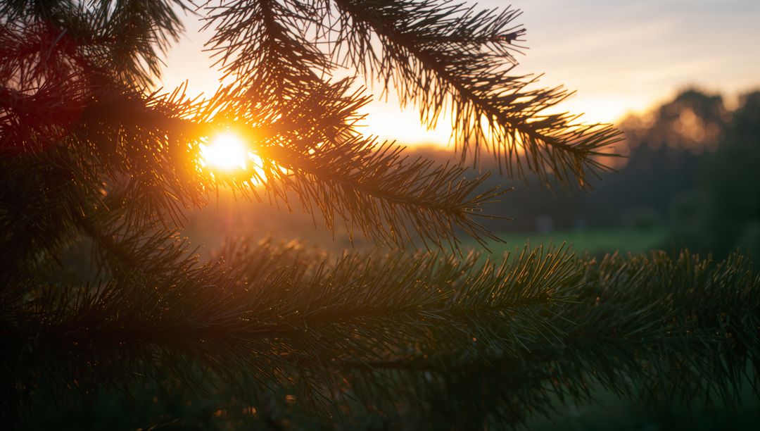 Golden sunset filtering through pine branches with glowing needles and meadow bokeh