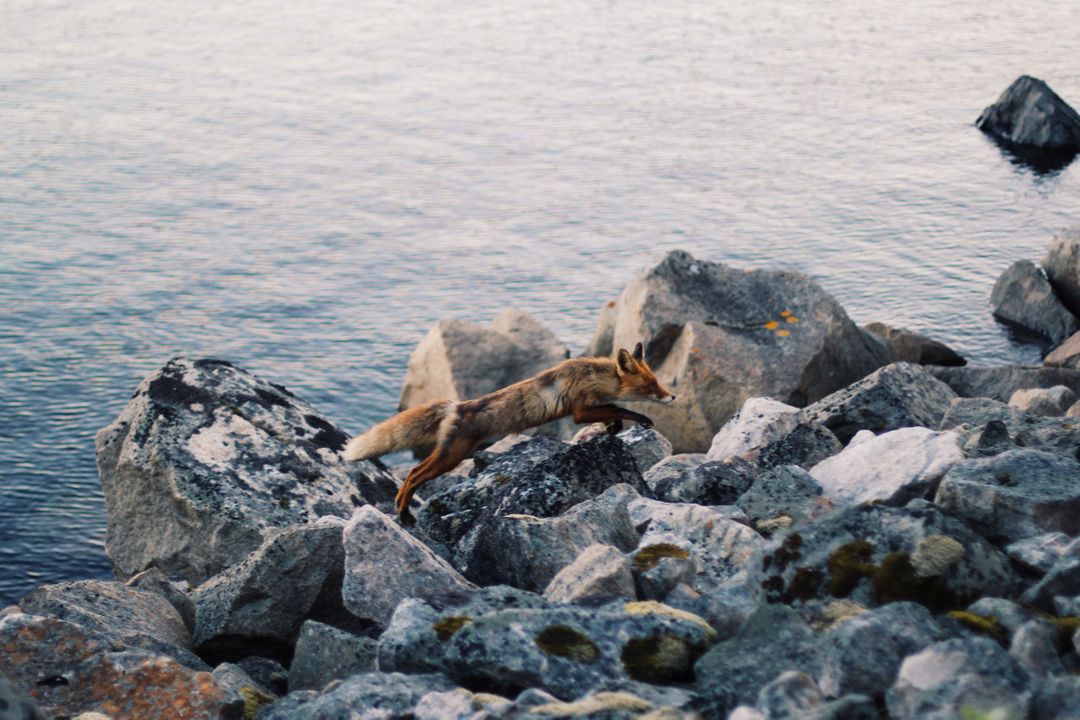 Wild Fox Trailing Rocky Shoreline at Dawn - Free Images, Stock Photos and Pictures on Pikwizard.com