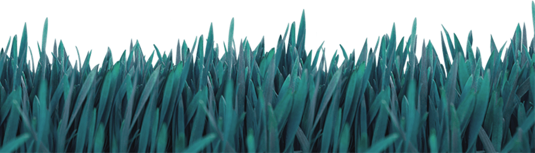 Lush Green Grass on Transparent Background with Isolated Nature Design