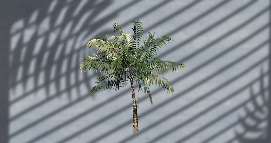 Tropical Palm Casting Smiling Shadow on Modern Gray Surface