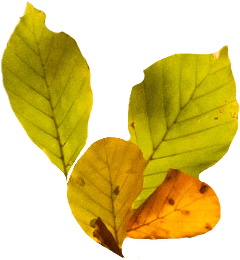 Autumn Leaves in Transparent Illustration for Seasonal Designs