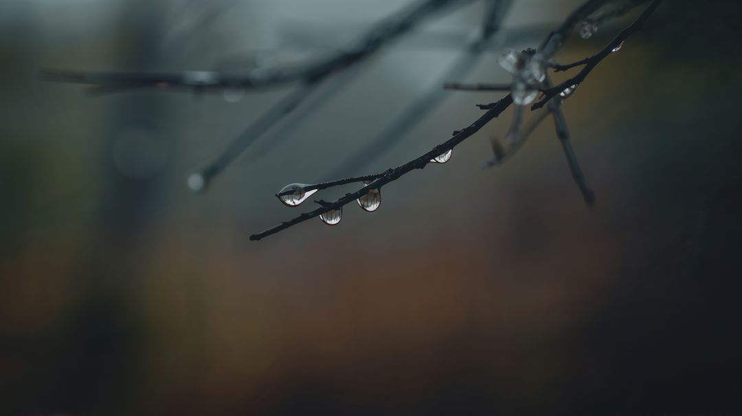 Dew Droplets Clinging to Bare Twig with Moody Forest Bokeh and Misty Mood
