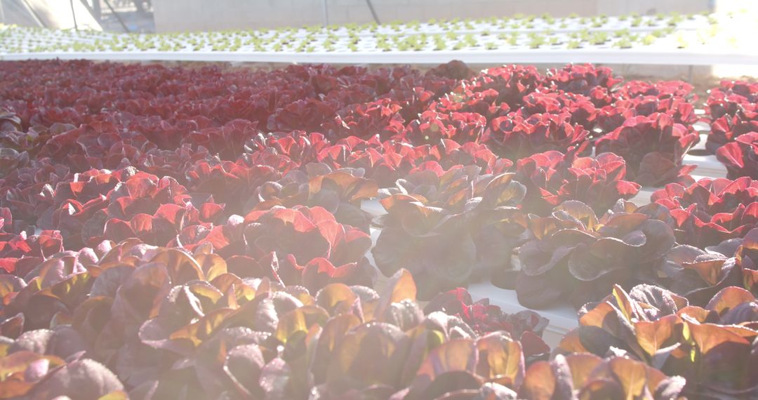 Vibrant Red Lettuce Growing in Hydroponic System Sunlight
