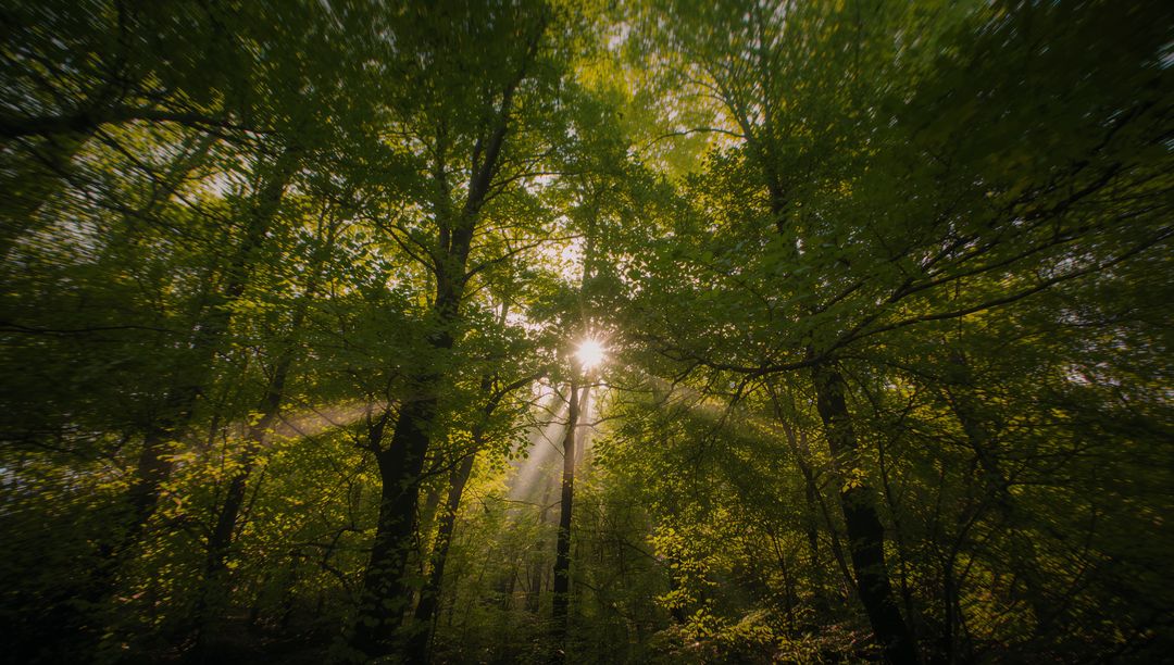 Sunlight streaming through green canopy casting misty rays and golden beams across woodland