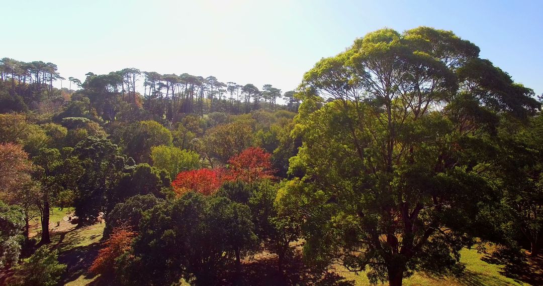 Scenic Forest Landscape with Tall Trees and Scenic View - Free Images, Stock Photos and Pictures on Pikwizard.com