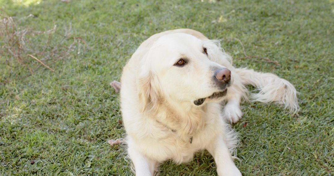 Golden Retriever Relaxing on Green Lawn in Bright Natural Setting