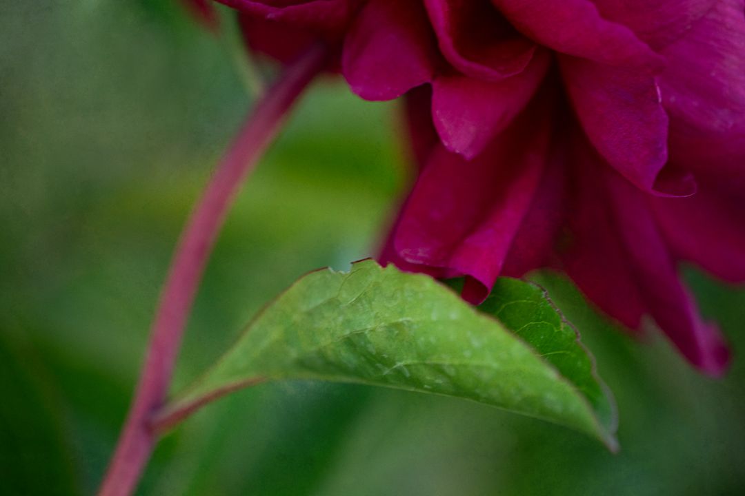 Close-Up of Red Rose Next to Leaf in Natural Setting