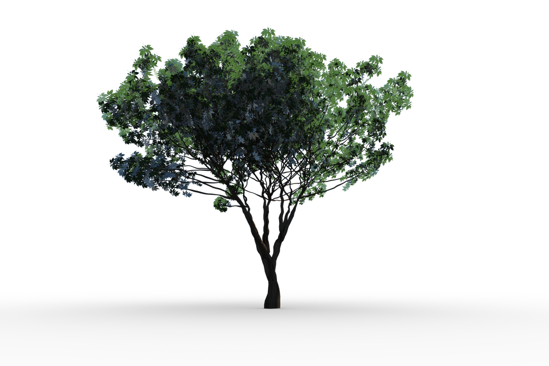 Single Tree Transparent Background Isolated Nature Element - Download Free Stock Images Pikwizard.com