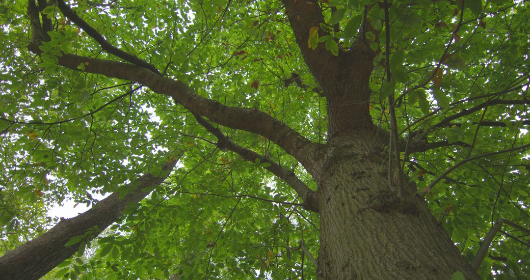 Low angle view of tall tree in a forest - Free Images, Stock Photos and Pictures on Pikwizard.com