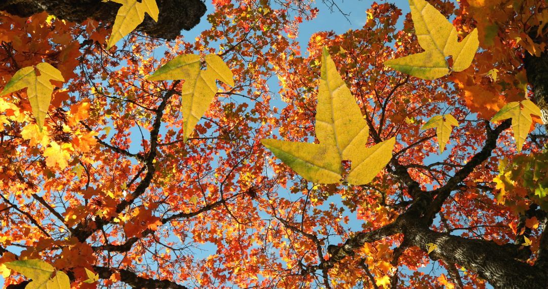 Autumn Leaves Cascading Against Clear Blue Sky in Forest