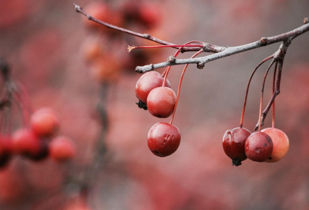 Close-Up View of Red Berries Hanging from Bare Branches in Autumn - Free Images, Stock Photos and Pictures on Pikwizard.com