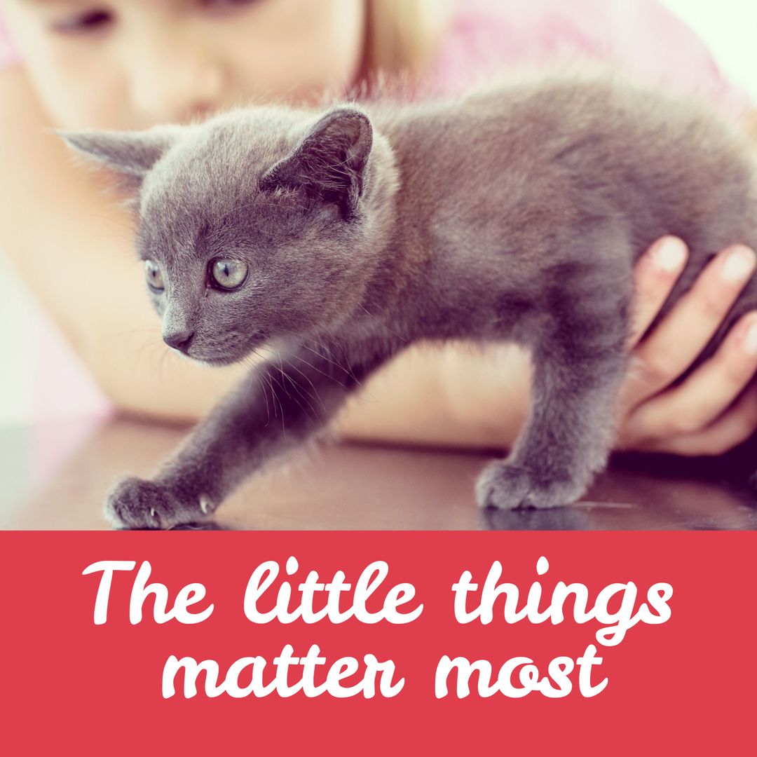 Cute Gray Kitten Conveying Life’s Simple Joys