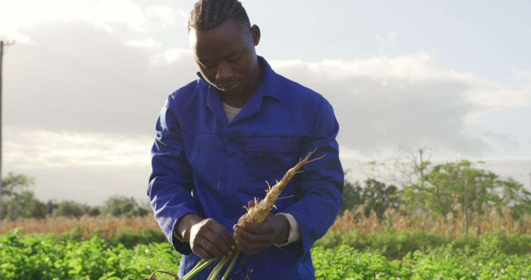 African Farmer Harvesting Parsnip in Organic Field
