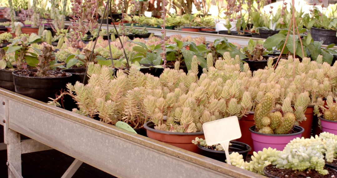 Vibrant Assorted Succulents on Display in Greenhouse Setting