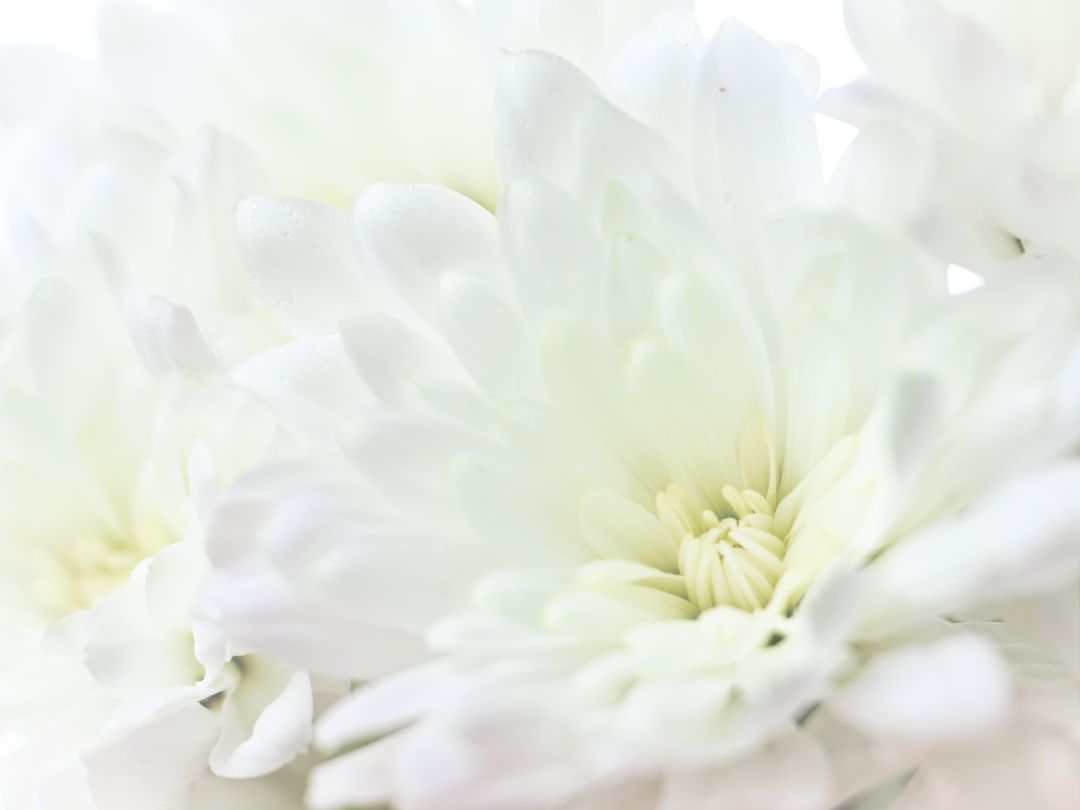 White Chrysanthemum Blooms with Soft Petals