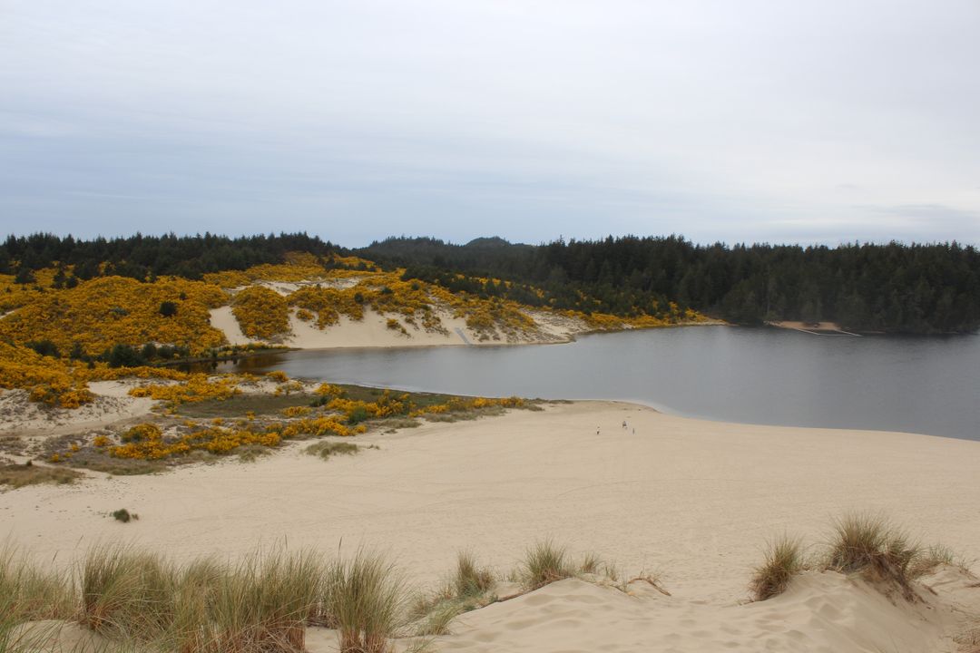 Scenic Sand Dunes with Lake and Forest in Background - Free Images, Stock Photos and Pictures on Pikwizard.com