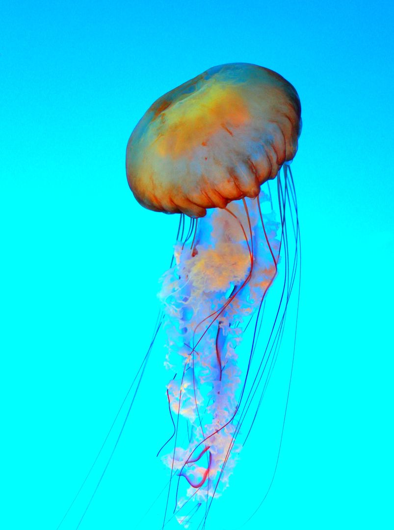 Vibrant Orange Jellyfish Floating in Clear Blue Ocean - Free Images, Stock Photos and Pictures on Pikwizard.com