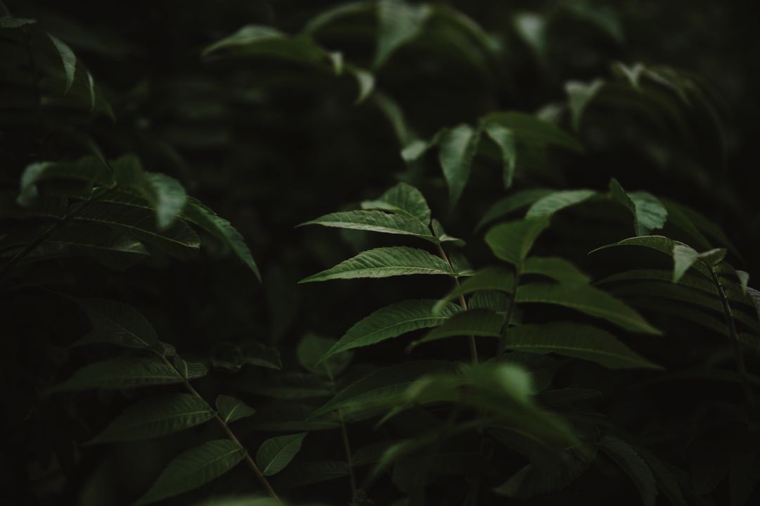 Lush Foliage with Moody Lighting