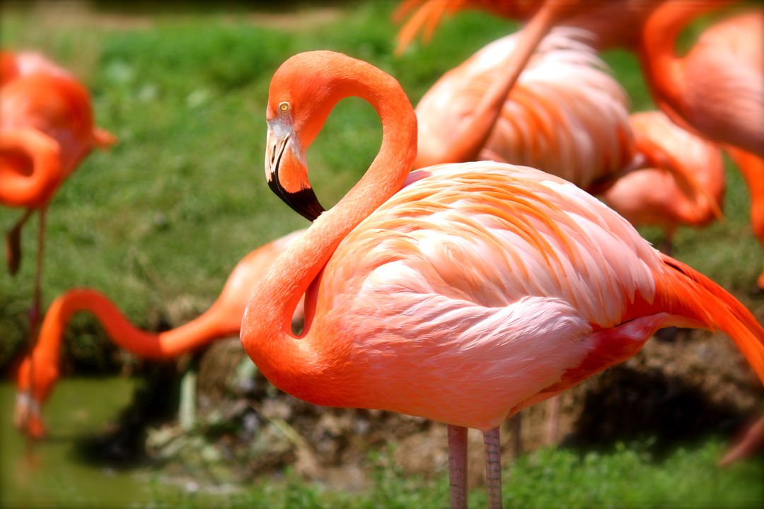 Group of Vibrant Pink Flamingos in Lush Green Habitat - Free Images, Stock Photos and Pictures on Pikwizard.com